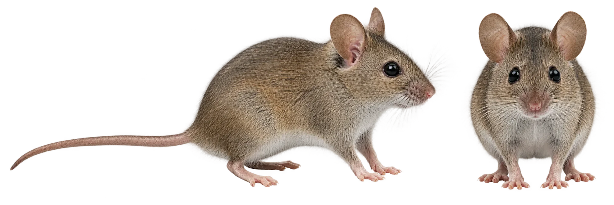 House Mouse
