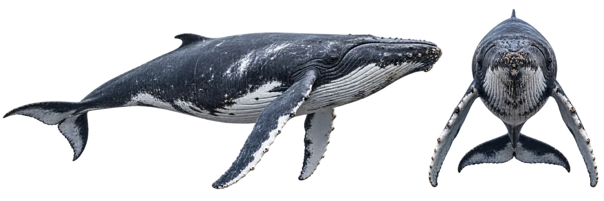 Humpback Whale
