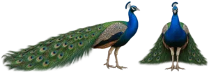 Indian Peafowl