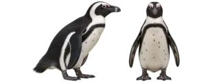 Jackass Penguin