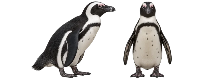 Jackass penguin