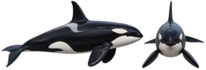 Killer Whale