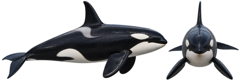 Killer whale