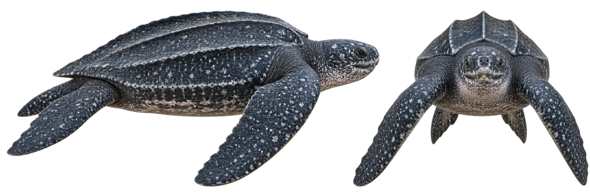 Leatherback Sea Turtle
