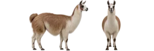 Llama
