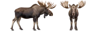 Moose