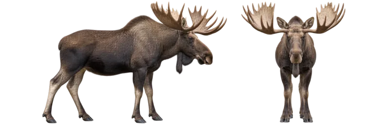 Moose