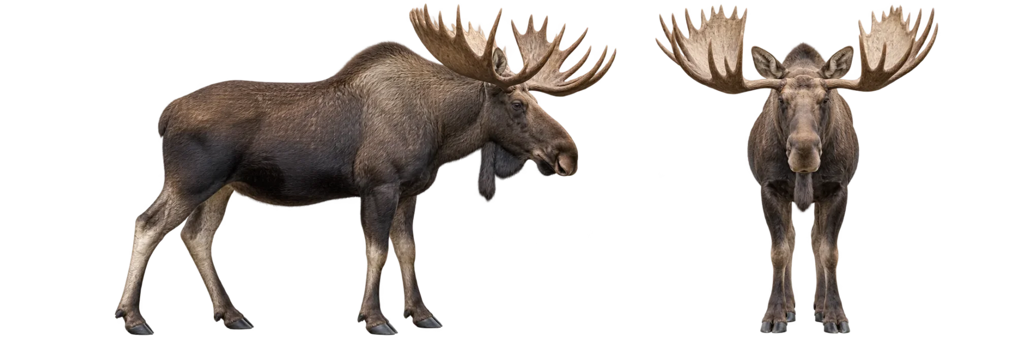 Moose