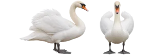 Mute Swan