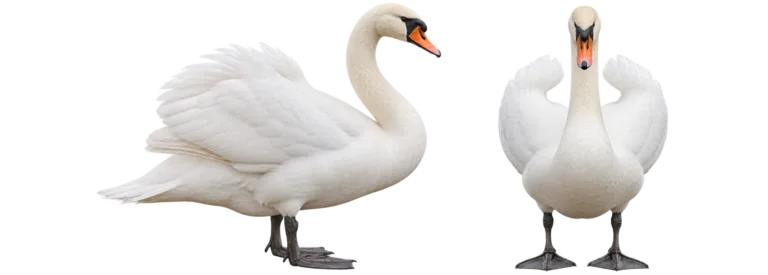 Mute swan