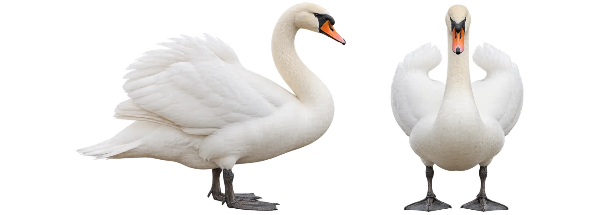 Mute Swan