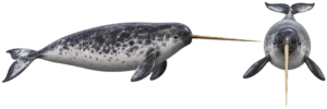 Narwhal