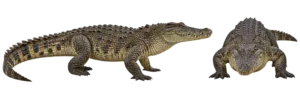 Nile Crocodile