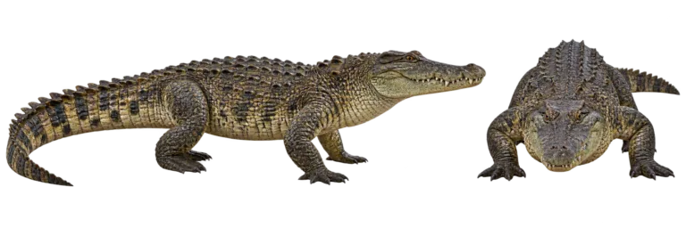 Nile crocodile
