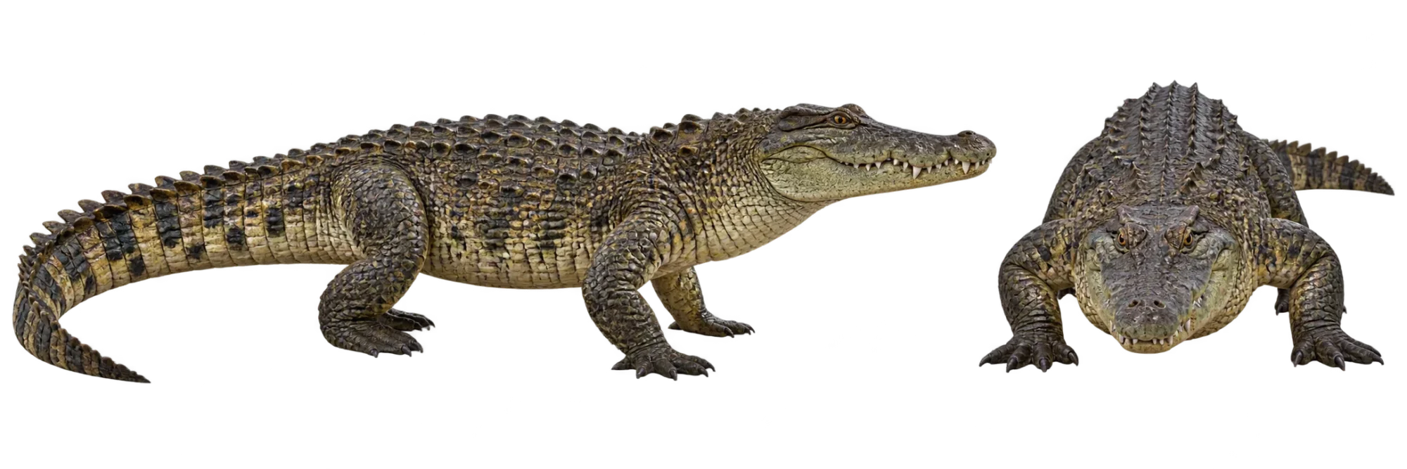 Nile Crocodile