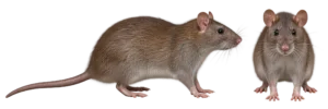 Norway Rat