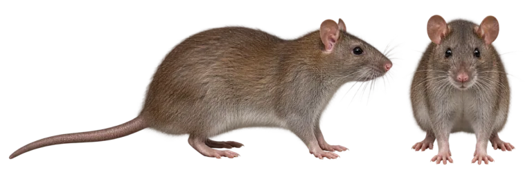 Norway rat