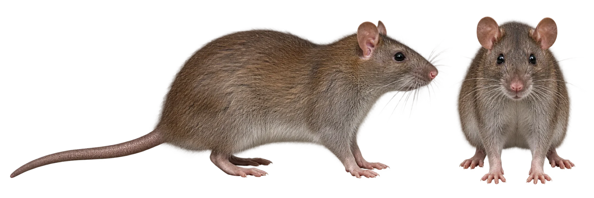 Norway Rat