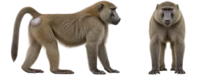 Olive Baboon
