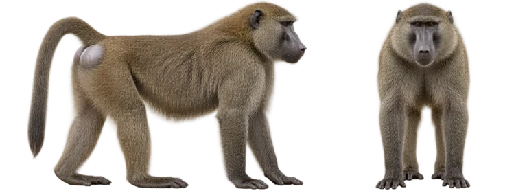 Olive Baboon