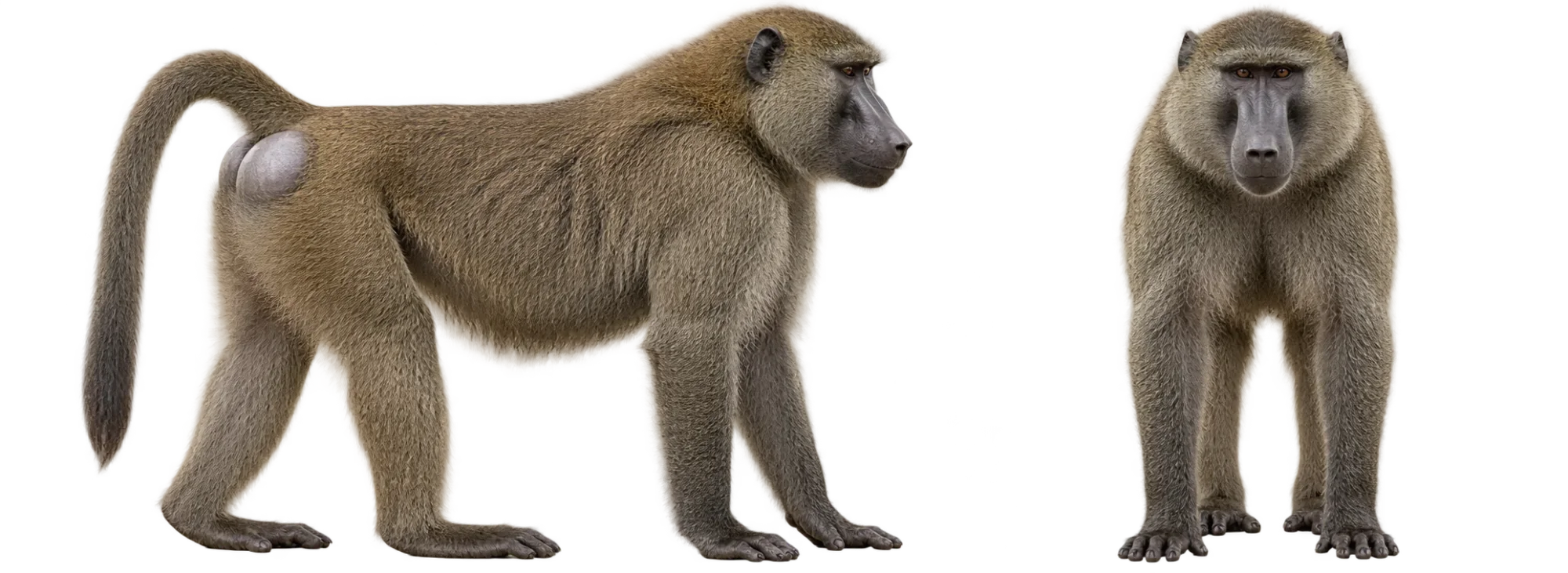 Olive Baboon