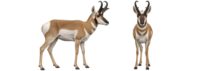Pronghorn