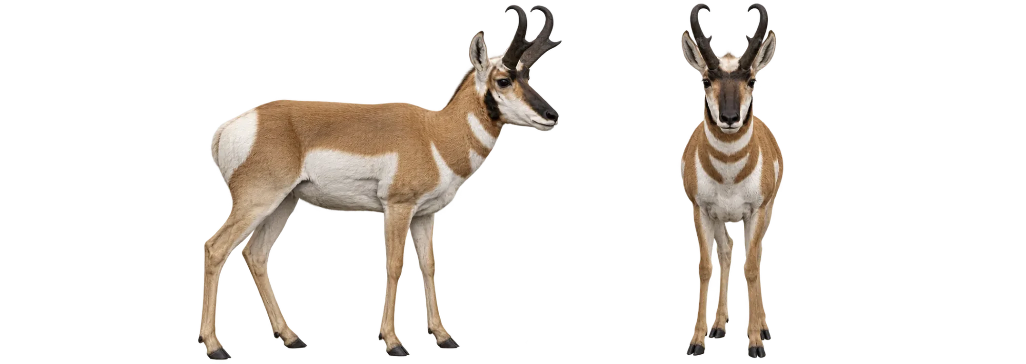 Pronghorn