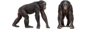 Pygmy Chimpanzee, Or Bonobo