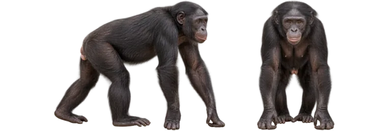 Pygmy chimpanzee, or Bonobo