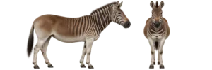 Quagga