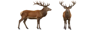 Red Deer