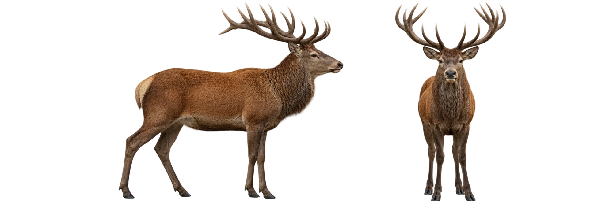 Red Deer