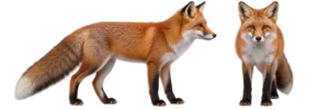 Red Fox
