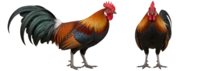 Red Junglefowl