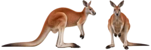 Red Kangaroo