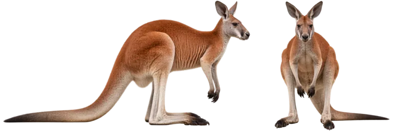 Red kangaroo