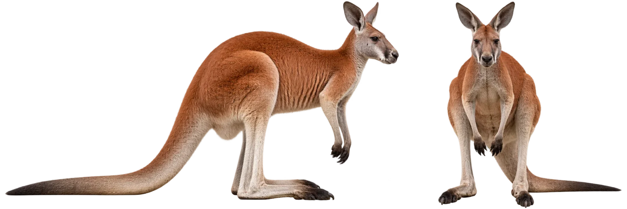 Red Kangaroo
