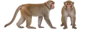 Rhesus Monkey