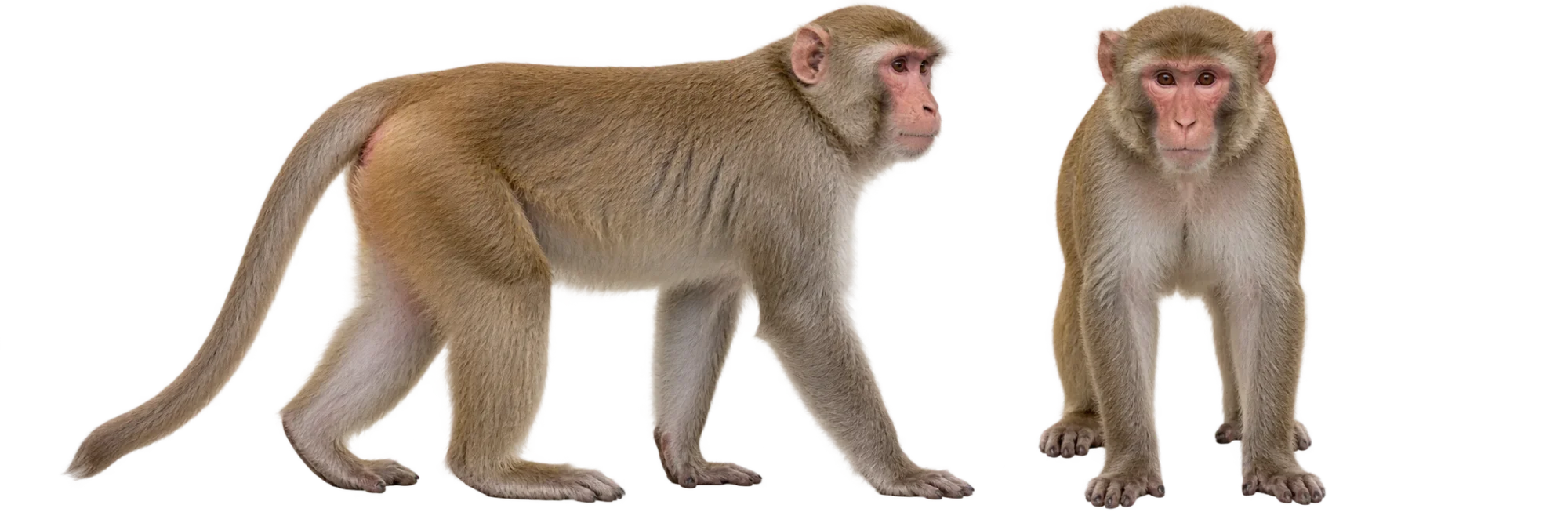 Rhesus Monkey