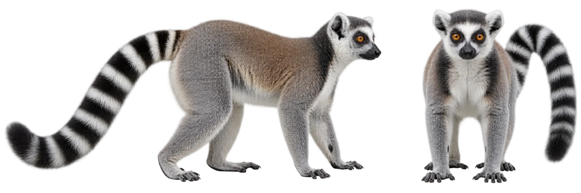 Ring Tailed Lemur