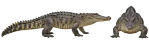 Saltwater Crocodile