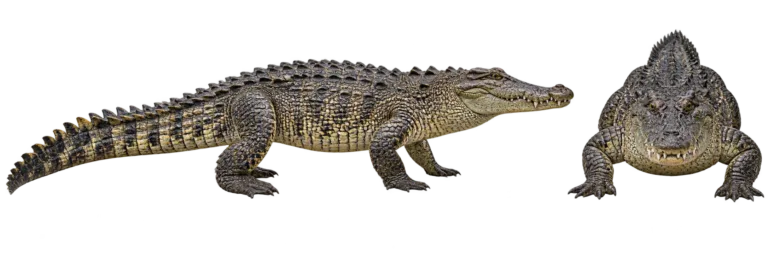 Saltwater crocodile