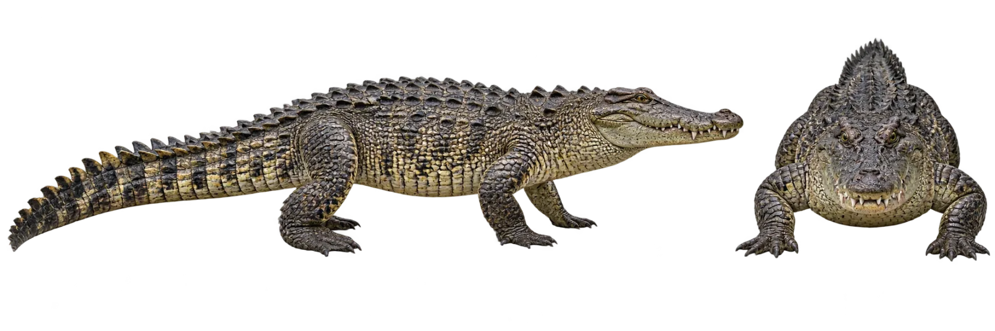 Saltwater Crocodile