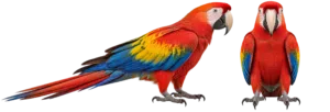 Scarlet Macaw