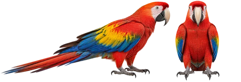 Scarlet macaw