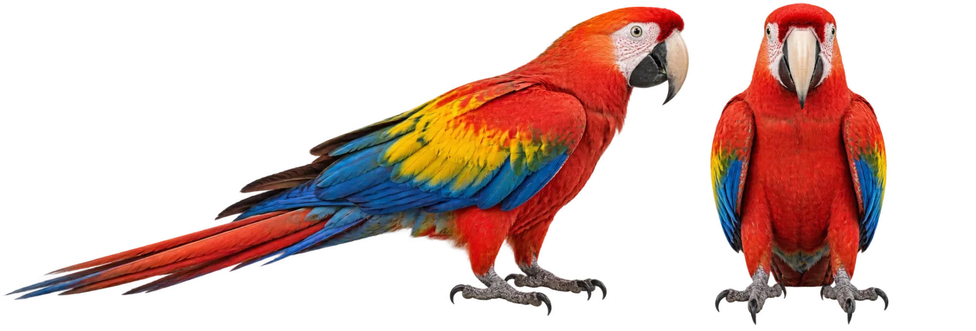 Scarlet Macaw