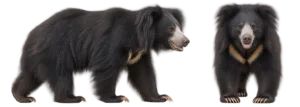 Sloth Bear