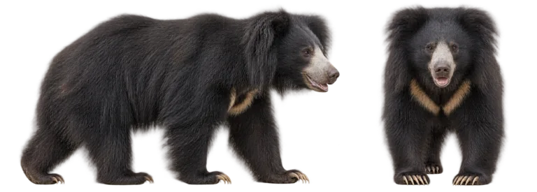 Sloth bear