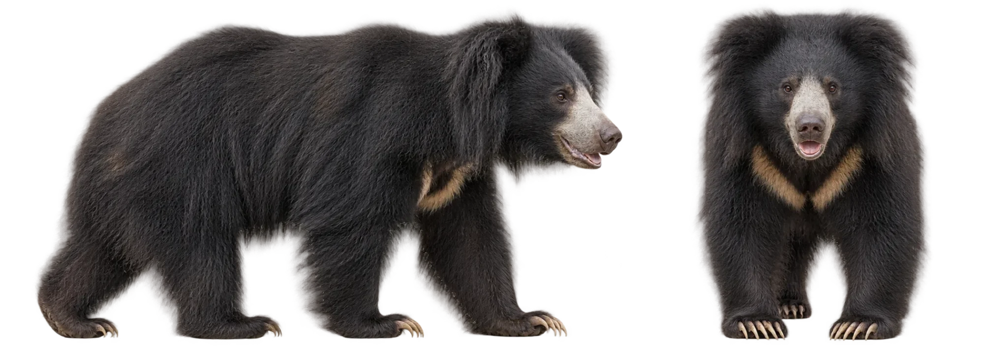 Sloth Bear