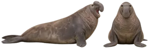 Southern Elephant Seal